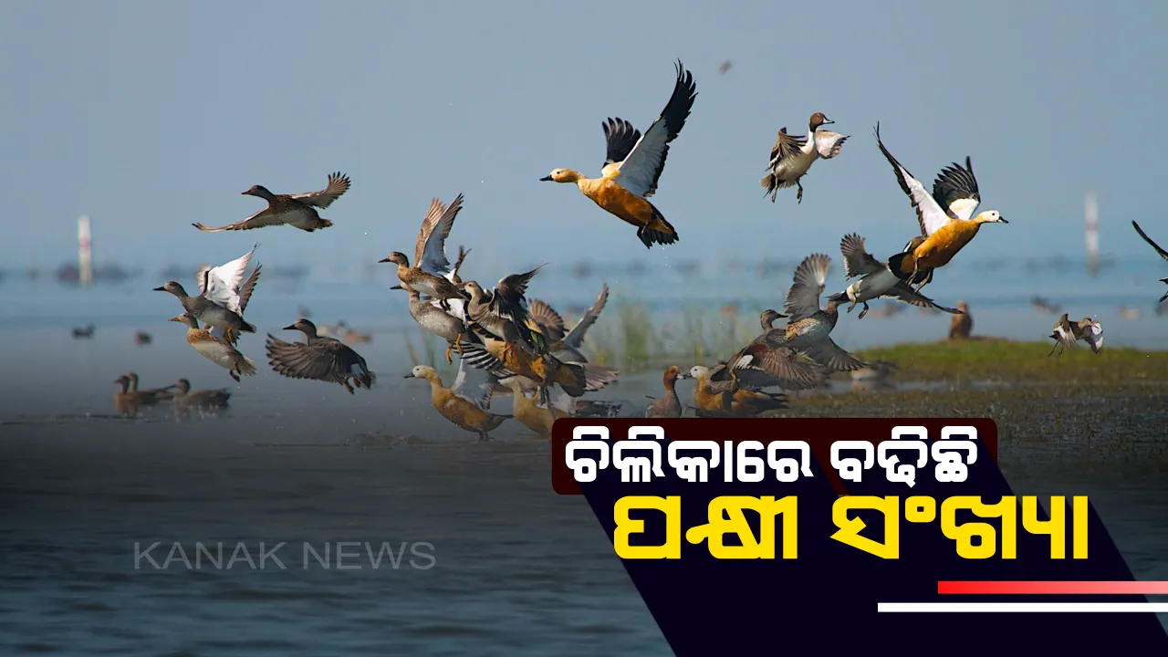  ଚଳିତ ବର୍ଷ ଚିଲିକାରେ ବଢିଛି ପକ୍ଷୀ ସଂଖ୍ୟା ! ପକ୍ଷୀ ଗଣନା ରିପୋର୍ଟରୁ ଦେଢ ଲକ୍ଷରୁ ଅଧିକ ପକ୍ଷୀ ଥିବା ସ୍ପଷ୍ଟ 