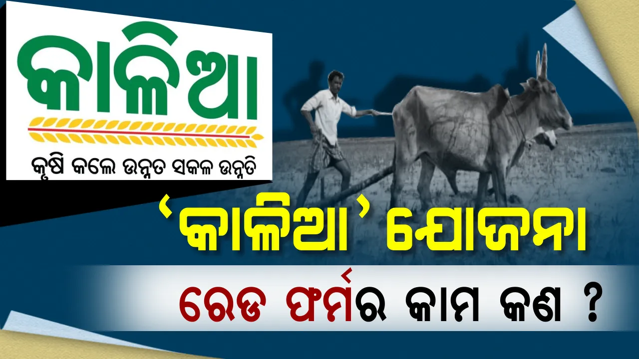  କାଳିଆ ଯୋଜନା : ଅଯୋଗ୍ୟ ହିତାଧିକାରୀଙ୍କ ନାଁ କାଟିବାକୁ ଅଭିଯୋଗ କରିପାରିବେ ଚାଷୀ, ଜାଣନ୍ତୁ ରେର୍ଡ ଫର୍ମରେ କିଭଳି କରିବେ ଆବେଦନ