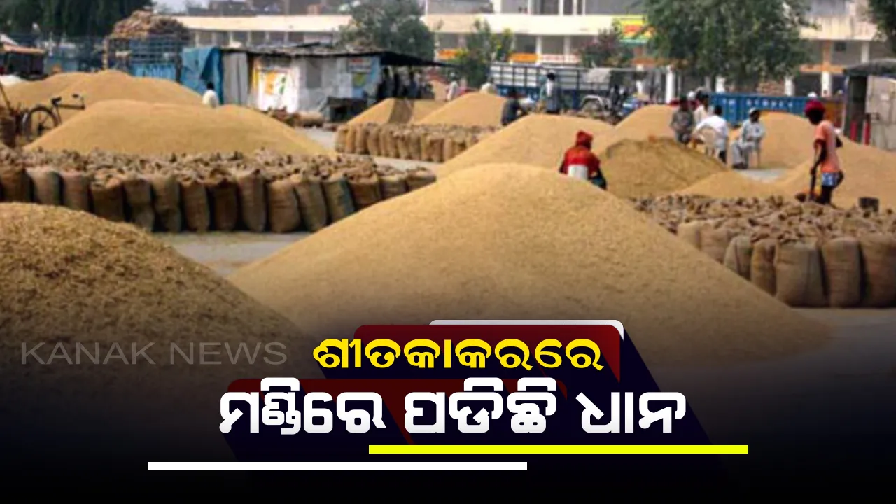  ମଣ୍ଡିରୁ ଉଠିପାରୁନି ଧାନ ! ଶୀତ କାକରରେ ଅନ୍ଧାର ରାତିରେ ଅମଳ ଫସଲକୁ ଜଗିରହିଛନ୍ତି ଚାଷୀ
