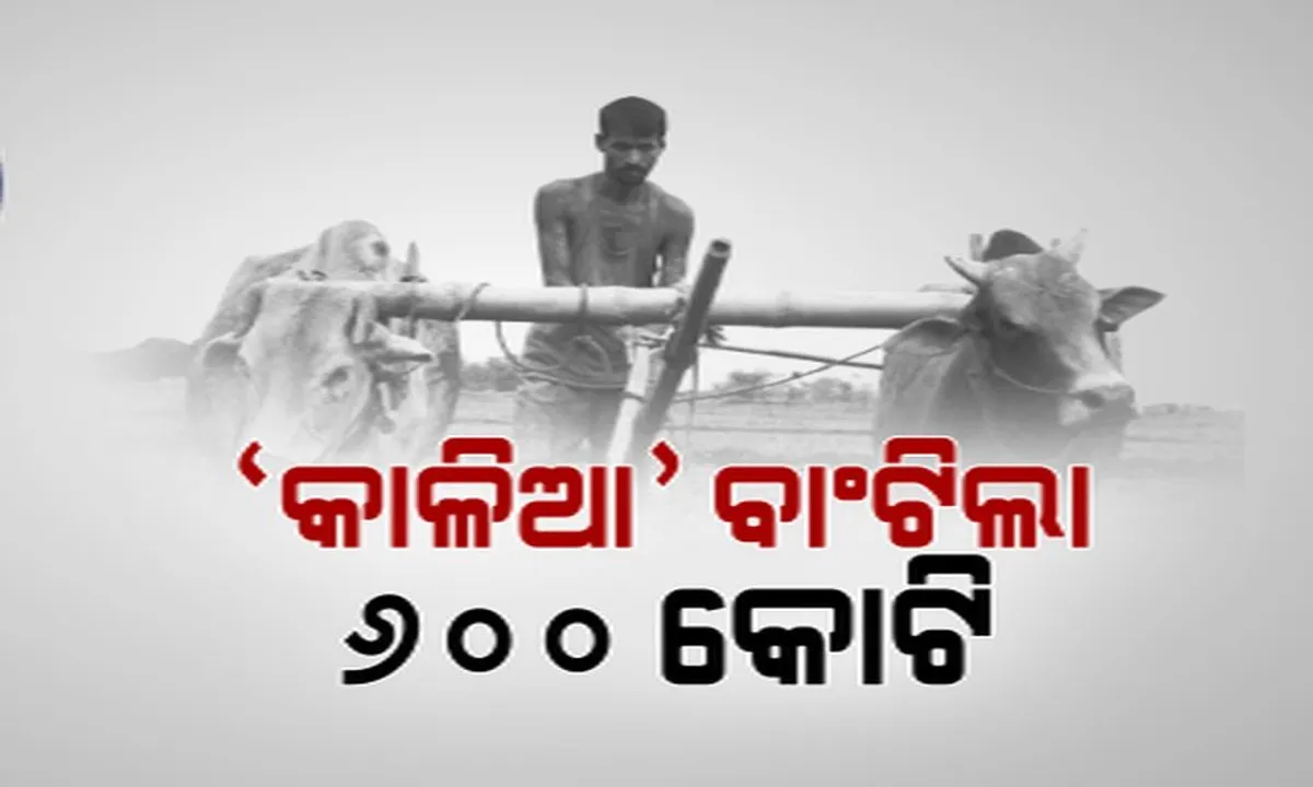  ଚାଷୀ ଆକାଉଂଟକୁ ଆସିଲା କାଳିଆ ଟଙ୍କା ! ଗୋଟିଏ ଦିନରେ ୧୨ ଲକ୍ଷ ୪୫ ହଜାର ଚାଷୀଙ୍କୁ ପଠାଗଲା ୬୬୨କୋଟି, ନବୀନ କହିଲେ କାଳିଆ ଯାତ୍ରାକୁ ରୋକିପାରିବେନି କେହି ।