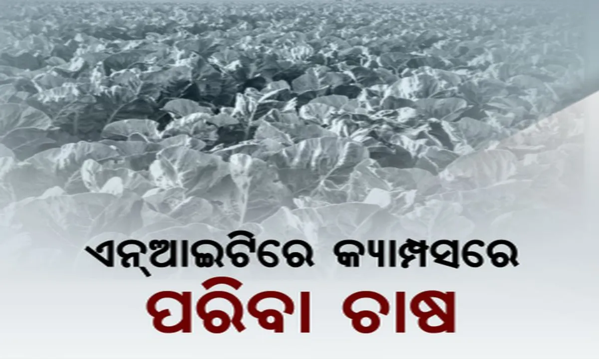  ଜୈବିକ ପଦ୍ଧତିରେ ଚାଷ ପ୍ରତି ମନ ବଳେଇଲା ଜାତୀୟ ପ୍ରଯୁକ୍ତି ପ୍ରତିଷ୍ଠାନ ! କ୍ୟାମ୍ପସରେ ହେଲା ପରିବା ଚାଷ, ଗବେଷଣା କରିବେ ଛାତ୍ରଛାତ୍ରୀ ଓ ଅଧ୍ୟାପକ ।