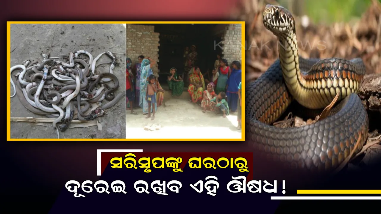  ଘରେ ସାପ କିମ୍ବା ଅନ୍ୟ କୌଣସି ସରୀସୃପଙ୍କ ପ୍ରାଦୁର୍ଭାବ ବଢୁଥିଲେ ଚିଞ୍ଚନ୍ତୁ ଏହି ଔଷଧ ! ଘରେ ପଶିବେନି ସାପ । 