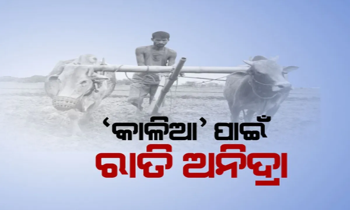  କୃଷକଙ୍କ ପାଇଁ କସରତ । ୨୬ ସୁଦ୍ଧା ହିତାଧିକାରୀଙ୍କ ଆକାଉଣ୍ଟରେ ଜମା ହେବ ଟଙ୍କା, ସାରା ରାତି ଅନିଦ୍ରା ସରକାରୀ କର୍ମଚାରୀ ।