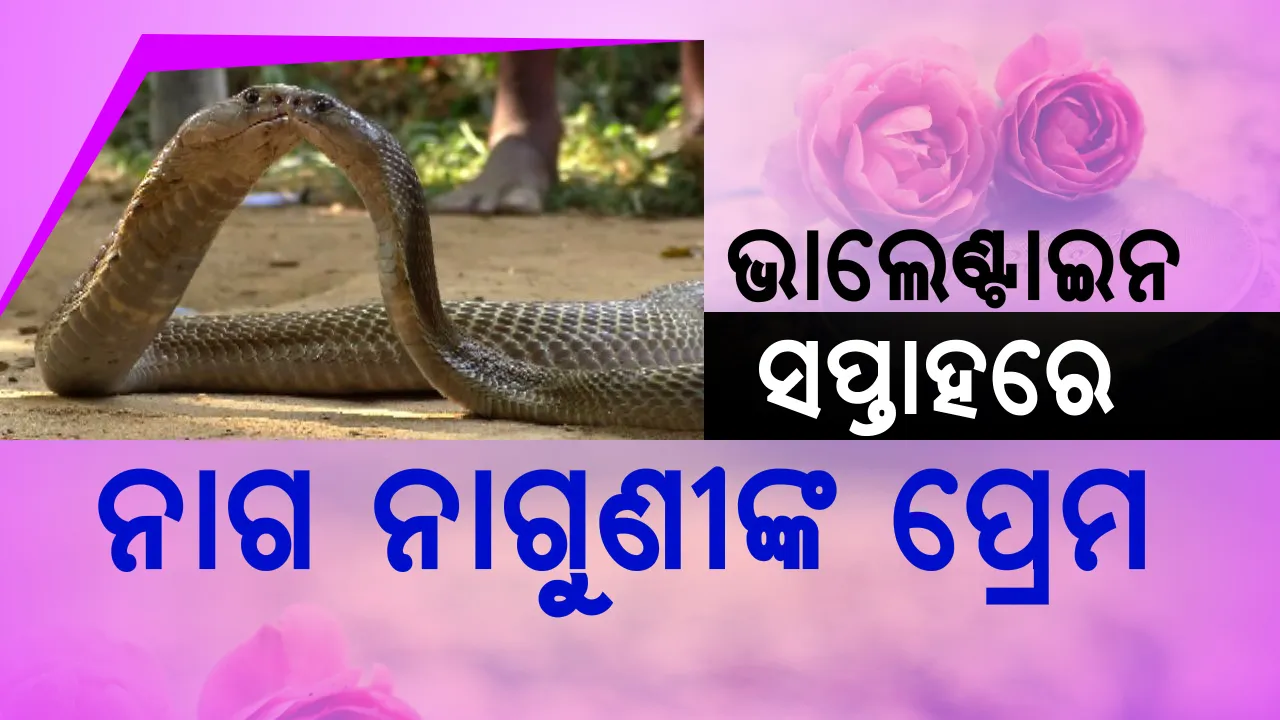  ଭାଲେଣ୍ଟାଇନ ସପ୍ତାହରେ ନାଗ-ନାଗୁଣୀଙ୍କ ପ୍ରେମ କାହାଣୀ !