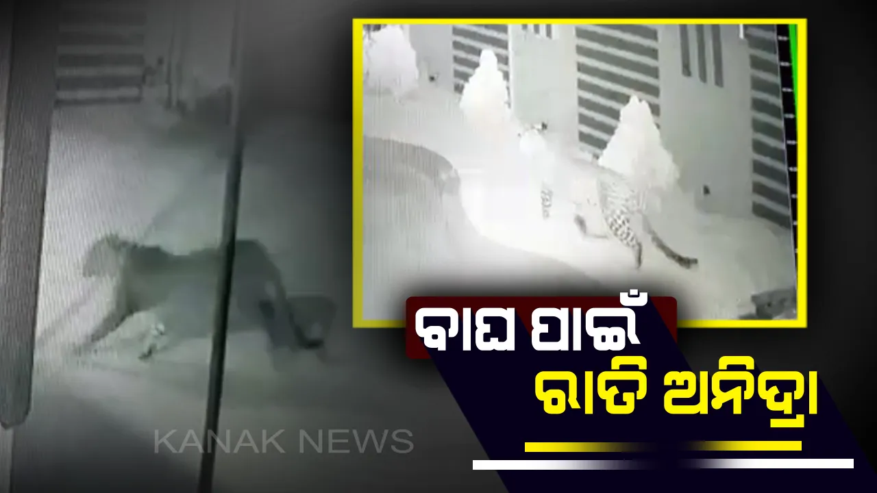  ବାଘ ପାଇଁ ରାତି ଅନିଦ୍ରା: ରାଜଧାନୀରେ ବୁଲୁଛି କଲରାପତରିଆ, ସିସିଟିଭିରେ କଏଦ ହେଲା ଦୃଶ୍ୟ