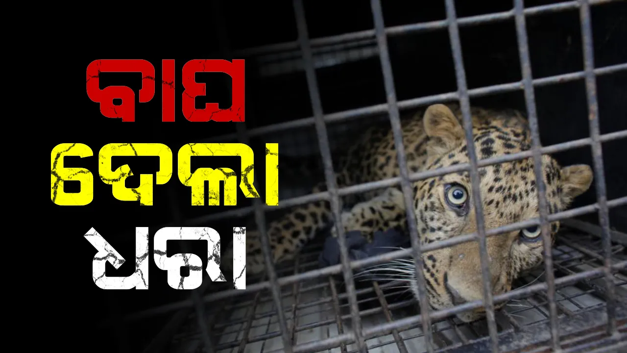  କୁକୁଡା ଲୋଭ ଦେଖାଇଲେ, କଲରାପତରିଆକୁ ଧରିଲେ । କ୍ୟାମେରାରେ କଏଦ ହେଲା ଟ୍ରାଙ୍କୁଲାଇଜ ବେଳର ଦୃଶ୍ୟ, ଦେଖନ୍ତୁ ଭିଡିଓ
