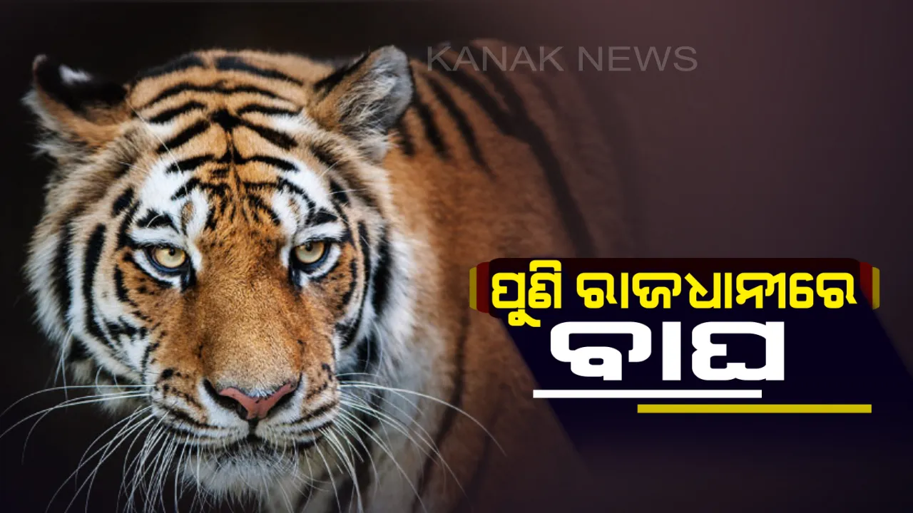 ପୁଣି ଭୁବନେଶ୍ୱରରେ ବାଘ ଆତଙ୍କ । ରଙ୍ଗମାଟିଆ ତଳସାହି ଅଂଚଳରେ ବାଘ ବୁଲୁଥିବା ଦେଖିଲେ ସ୍ଥାନୀୟ ଲୋକେ, ଘଟଣା ସ୍ଥଳରେ ପହଞ୍ଚିଲା ବନବିଭାଗର ଟିମ