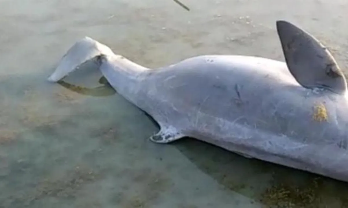  ଚିଲିକା କୂଳରୁ ମୃତ ଡଲଫିନ୍ ଉଦ୍ଧାର କଲା ବନ ବିଭାଗ, ଓଜନ ପ୍ରାୟ ୫ ଶହ କିଲୋରୁ ଅଧିକ