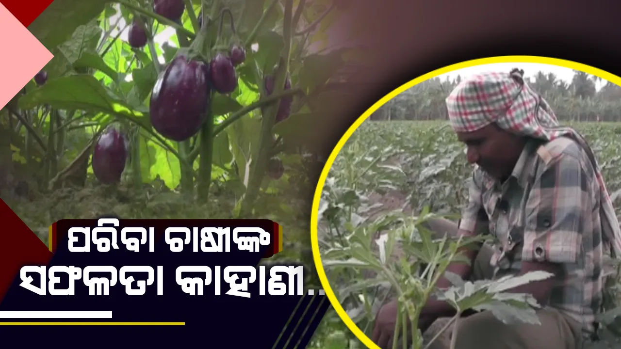 ଯୁବକଙ୍କ ପାଇଁ ପ୍ରେରଣା ନିଆଳିର ଯୁବଚାଷୀ କୃଷ୍ଣଚନ୍ଦ୍ର: ୫ ଏକର ଜମିରେ ପନିପରିବା ଚାଷ କରି ସ୍ୱାବଲମ୍ବୀ ହେବା ସହ ୩୦ ଜଣଙ୍କୁ ଦେଇଛନ୍ତି ରୋଜଗାର