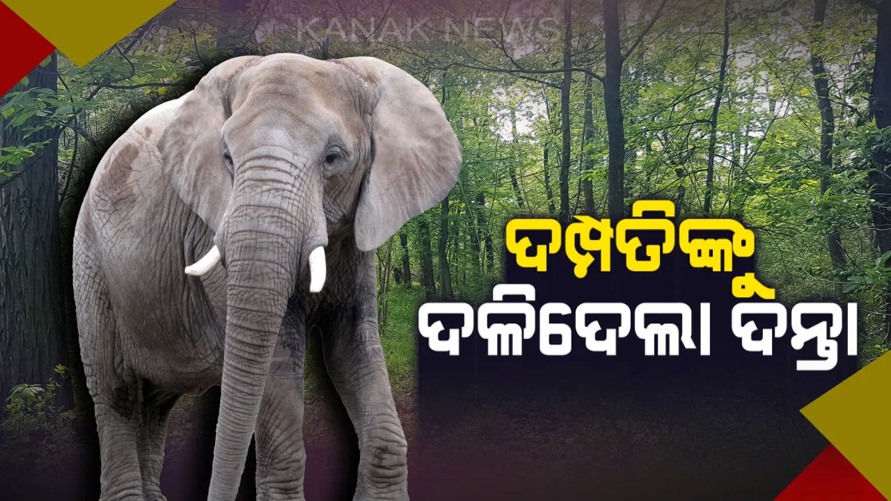  ଢେଙ୍କାନାଳର ଦୁଧକାଟେନିରେ ଦମ୍ପତ୍ତିଙ୍କୁ ଦଳିଦେଲା ଦନ୍ତା । ଘଟଣାସ୍ଥଳରେ ସ୍ତ୍ରୀ ଓ ମେଡିକାଲରେ ଆଖି ବୁଜିଲେ ସ୍ୱାମୀ