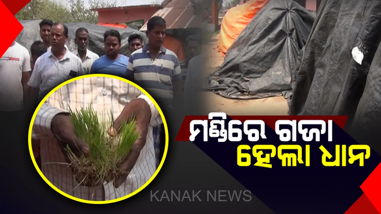  କେନ୍ଦୁଝରରେ ପ୍ରହସନ ପାଲଟିଛି ଧାନ କିଣା: ବର୍ଷା ମାଡ ଖାଇ ଗଜା ହୋଇଗଲା ମଣ୍ଡିରେ ପଡିଥିବା ଧାନ