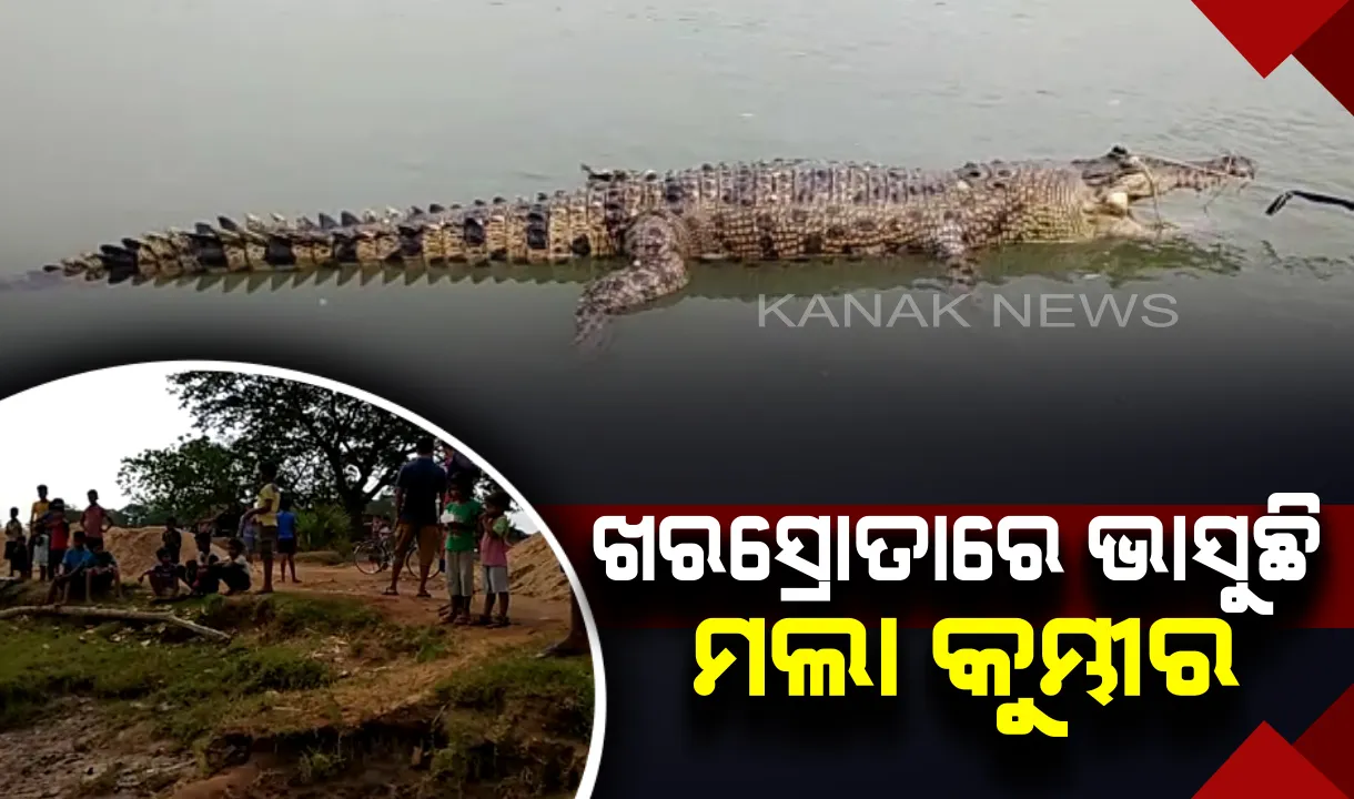  ଖରସ୍ରୋତା ନଦୀରେ ଭାସୁଛି ମଲାକୁମ୍ଭୀର ! କୁମ୍ଭୀରଙ୍କୁ ଦେଖିବା ପାଇଁ ସ୍ଥାନୀୟ ଲୋକଙ୍କ ଜମିଛି ଭିଡ
