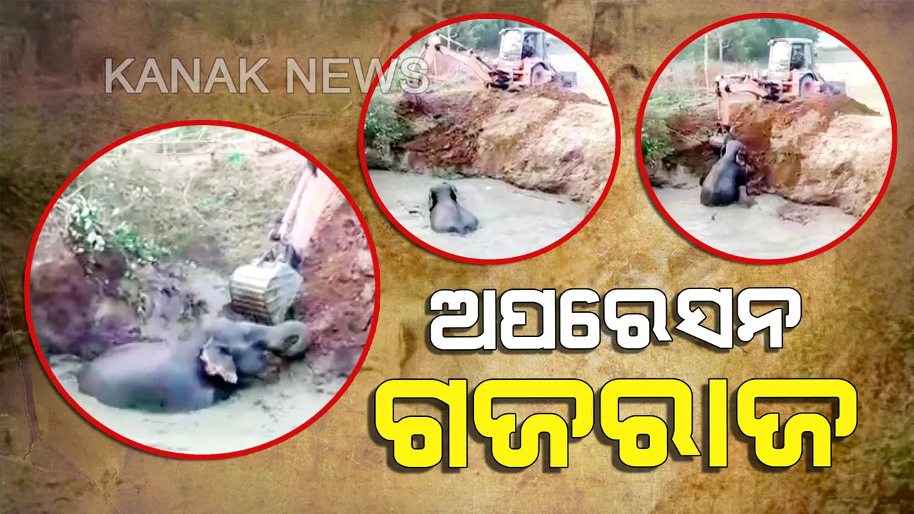  ସଫଳ ହେଲା ଅପରେସନ୍ ଗଜରାଜ । ବନ କର୍ମଚାରୀଙ୍କ ଉଦ୍ୟମ ପରେ ଖାଲରୁ ଉଦ୍ଧାର ହେଲା ହାତୀ ଛୁଆ