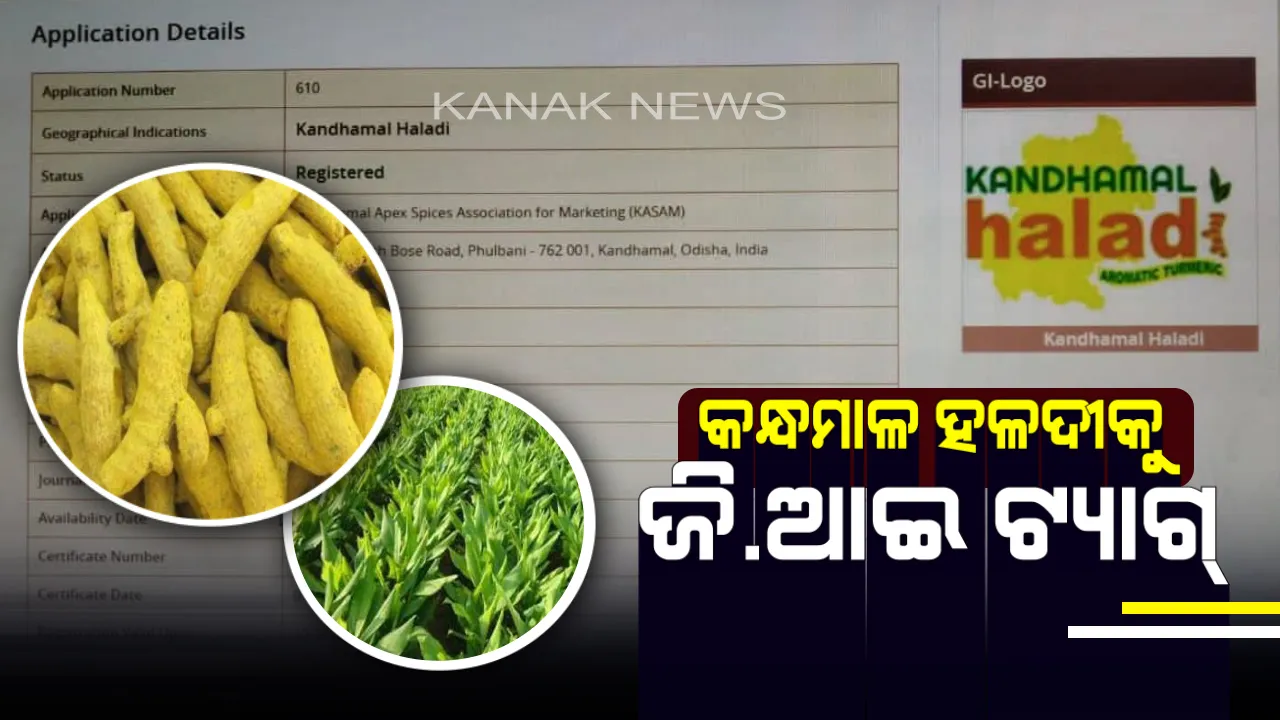  ଉତ୍କଳ ଦିବସରେ ଓଡ଼ିଶା ପାଇଁ ଭଲ ଖବର । କନ୍ଧମାଳ ହଳଦୀକୁ ମିଳିଲା ଜି.ଆଇ ମାନ୍ୟତା ।
