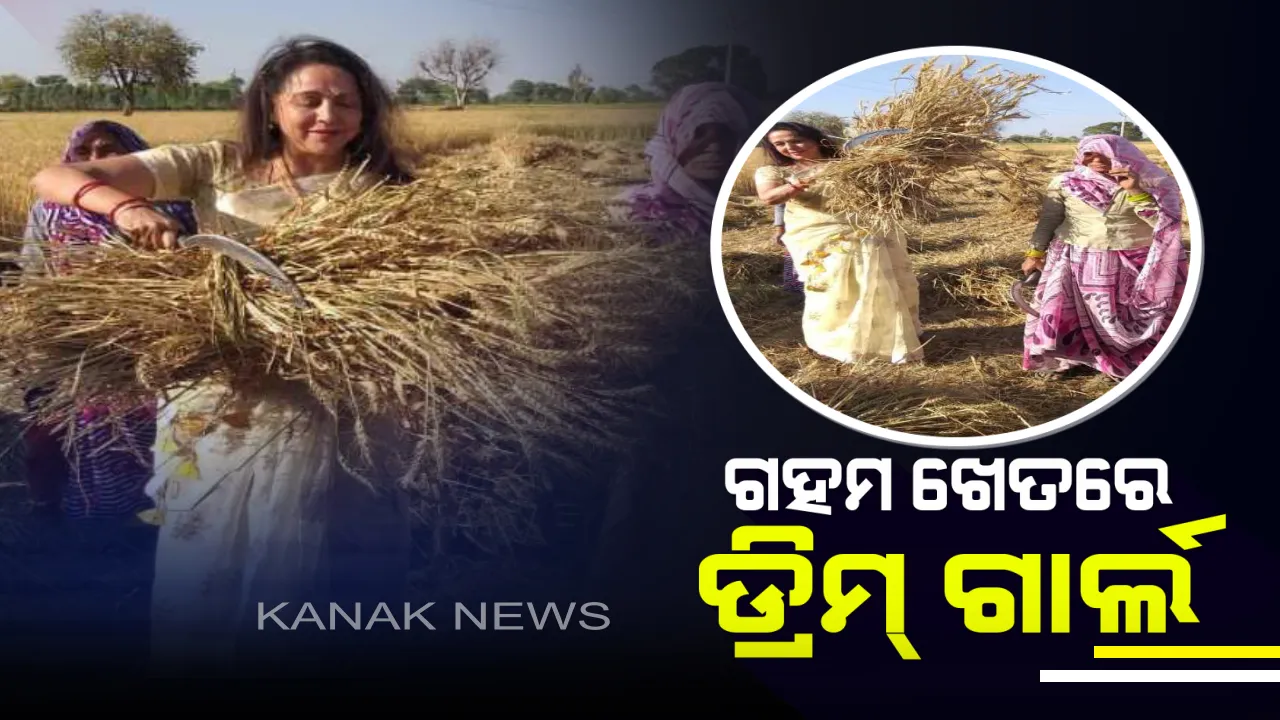  ଅଭିନୟ ତରିକାରେ ପ୍ରଚାର । ଟାଣଖରାରେ ଚାଷୀଙ୍କ ସହ ମିଶି ଗହମ କାଟିଲେ ଅଭିନେତ୍ରୀ ହେମାମାଳିନୀ