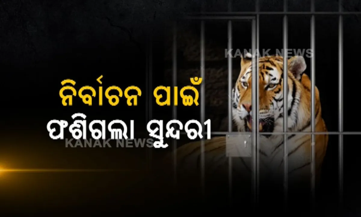  ନିର୍ବାଚନକୁ ଚାହିଁଛି ସୁନ୍ଦରୀ! ନିର୍ବାଚନ ଯୋଗୁଁ ୫ ମାସ ଧରି ଜନ୍ତାରେ ବନ୍ଧା ପଡ଼ିଛି ବାନ୍ଧବଗଡ଼ର ବାଘୁଣୀ, କେବେ ହେବ ମୁକ୍ତ?