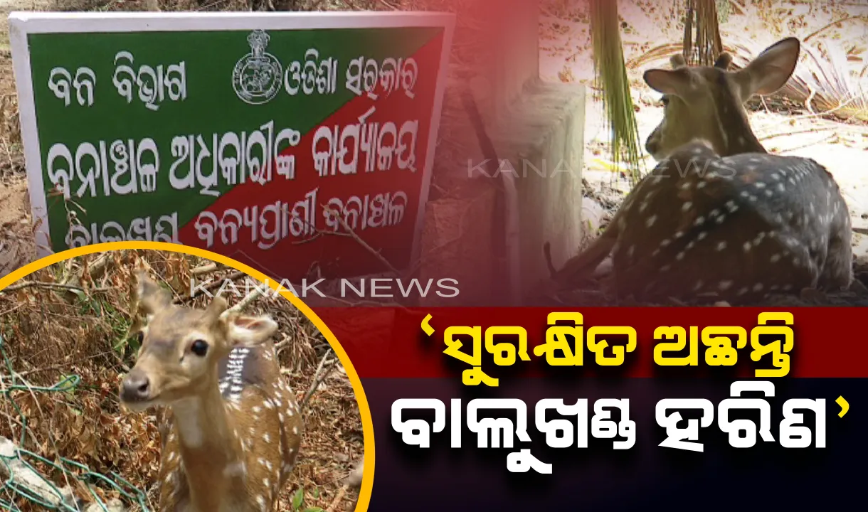  ବାଲୁଖଣ୍ଡ ଅଭୟାରଣ୍ୟରୁ ଆସିଲା ବଡ଼ ଖବର: ସୁରକ୍ଷତି ଅଛନ୍ତି ସମସ୍ତ ଚିତ୍ରା ହରିଣ, ପାଣି ପିଇବାକୁ ଆସୁଥିବା ବେଳେ ଭିଡିଓ ରେକର୍ଡ