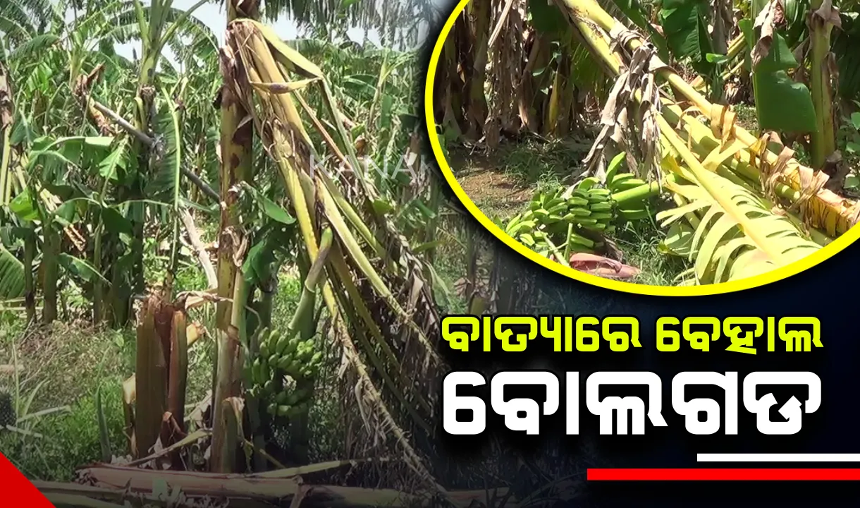  ବାତ୍ୟା ପରେ ବେହାଲ ଖୋର୍ଦ୍ଧା ବୋଲଗଡ । ଉଜୁଡିଗଲା କଦଳୀଚାଷ, ମାଟିରେ ଶୋଇରହିଛି ଶତାଧିକ ଗଛ