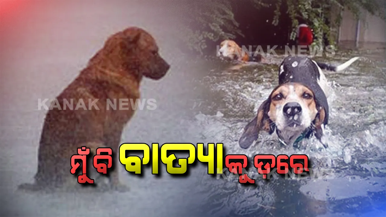 ଫୋନି ଭୟରେ କ’ଣ କେବଳ ମଣିଷ ? ନିଜ ମାନବିକତାକୁ ଜାହିର କରନ୍ତୁ ଭୟଙ୍କରୀ ବାତ୍ୟାରେ ନିରୀହ ପ୍ରାଣୀଙ୍କୁ ସାହାଯ୍ୟର ହାତ ବଢାନ୍ତୁ ।