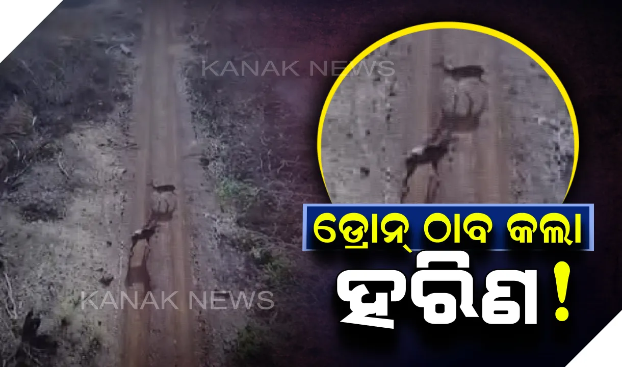  ସରିଲା ଲୁଚକାଳି ଖେଳ : ପରିଶେଷରେ ବାଲୁଖଣ୍ଡରେ ହରିଣଙ୍କ ଠିକଣା ଠାବ କଲା ଡ୍ରୋନ୍