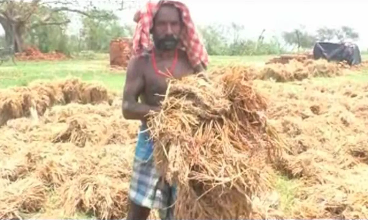  ବାତ୍ୟା ଉଜାଡ଼ି ଦେଲା ଚାଷୀର ପରିଶ୍ରମ ! ଫୋନି ଯୋଗୁଁ ୧୪ ଜିଲ୍ଲାର ଦେଢ଼ ଲକ୍ଷ ହେକ୍ଟର ଚାଷ ଜମି ପ୍ରଭାବିତ, ୧୪୫ କୋଟିର ଫସଲ ନଷ୍ଟ ।
