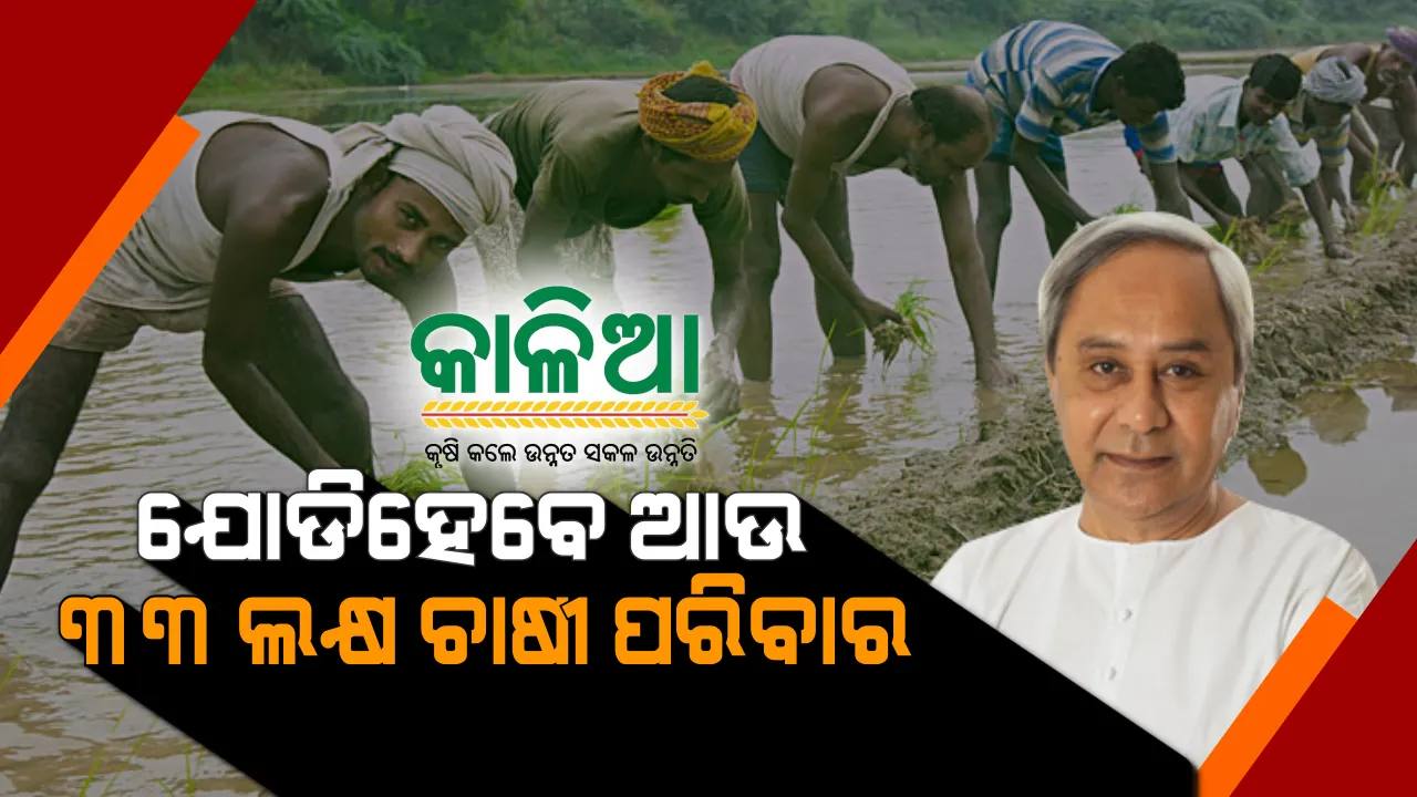  ପଞ୍ଚମ ପାଳିର ପ୍ରଥମ କ୍ୟାବିନେଟରେ ବଡ ଘୋଷଣା । ‘କାଳିଆ ଯୋଜନା’ରେ ସାମିଲ ହେବେ ଆଉ ୩୩ ଲକ୍ଷ ଚାଷୀ ପରିବାର