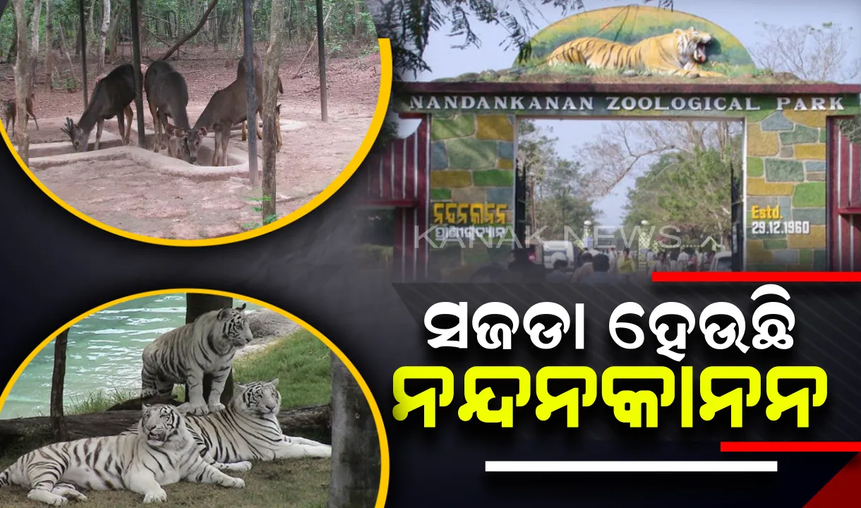  ସଜଡା ହେଉଛି ନନ୍ଦନକାନନ । ସଫେଇ ଓ ପୁନରୁଦ୍ଧାର କାମରେ ଲାଗିଛନ୍ତି ଗାଇଡ୍ ।
