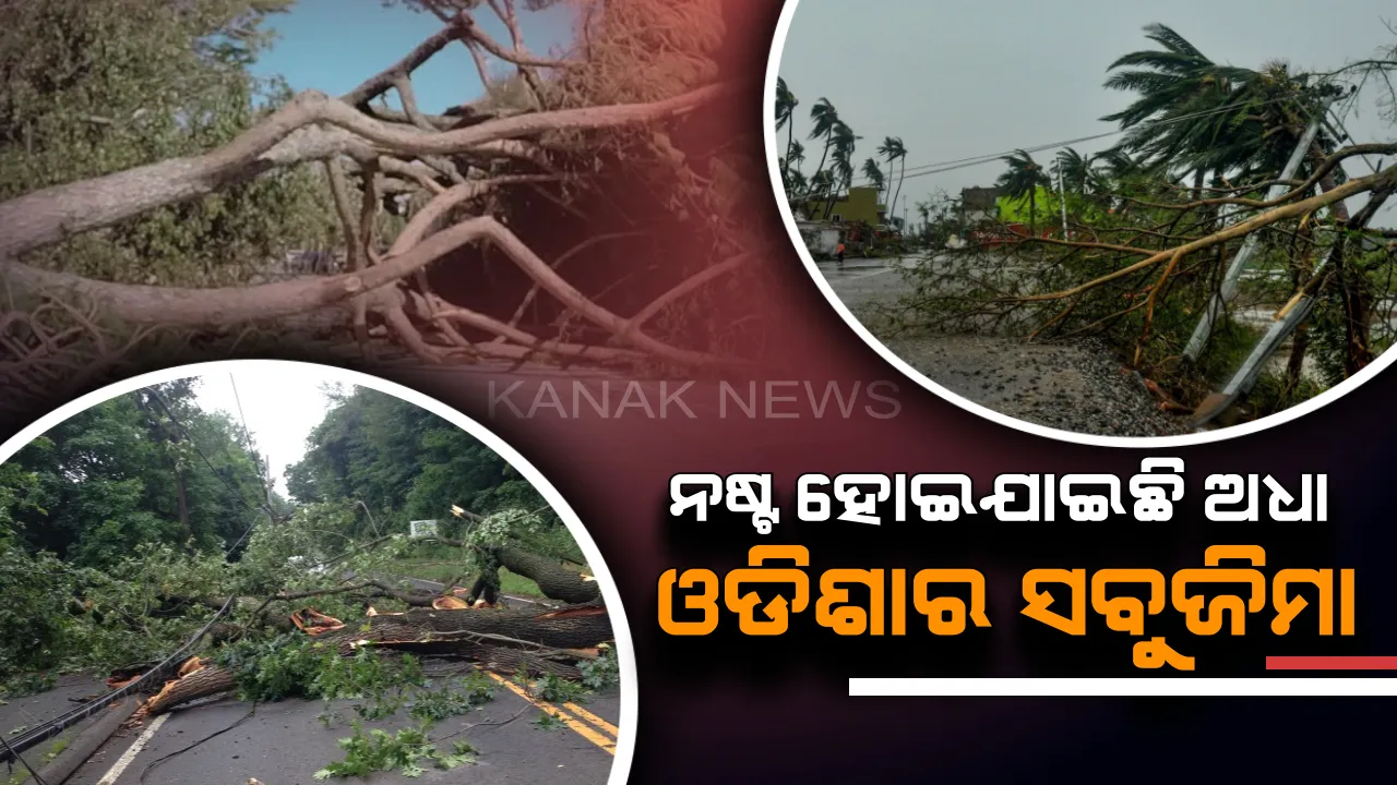  ବାତ୍ୟା ଉଜାଡିଦେଲା ଅଧା ଓଡିଶାର ସବୁଜିମା । ପ୍ରଭାବିତ ୧୪ ଜିଲ୍ଲାରେ ବହୁମାତ୍ରାରେ ଉପୁଡି ପଡିଛି ଗଛ, ରାଜ୍ୟ ଜରୁରୀକାଳିନ ପରିଚାଳନା କେନ୍ଦ୍ରର ରିପୋର୍ଟ