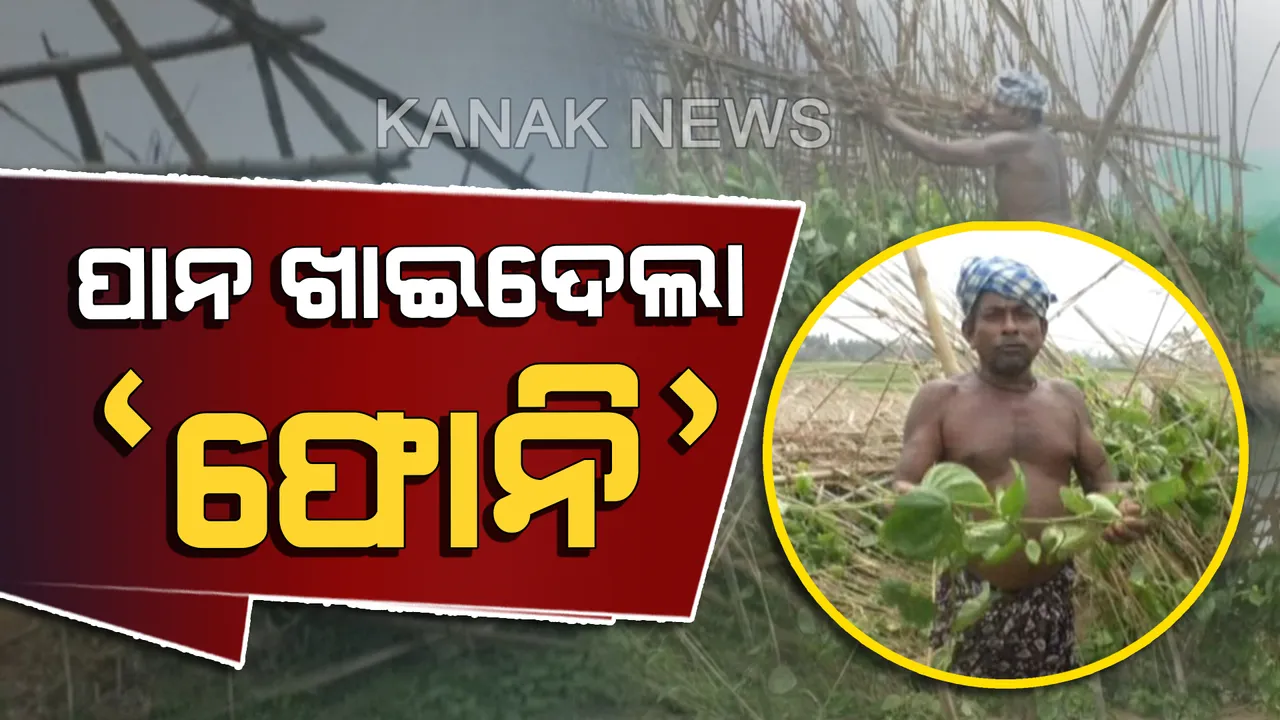  ୬ ମାସ ଯାଏଁ ମିଳି ନପାରେ ଅସ୍ତରଙ୍ଗ, କାକଟପୁରର ପ୍ରସିଦ୍ଧ ପାନ। ଫୋନି ଭାଙ୍ଗି ଦେଇଛି ପାନ ବରଜ,ଖରାରେ ମରି ଗଲାଣି ଗଛ
