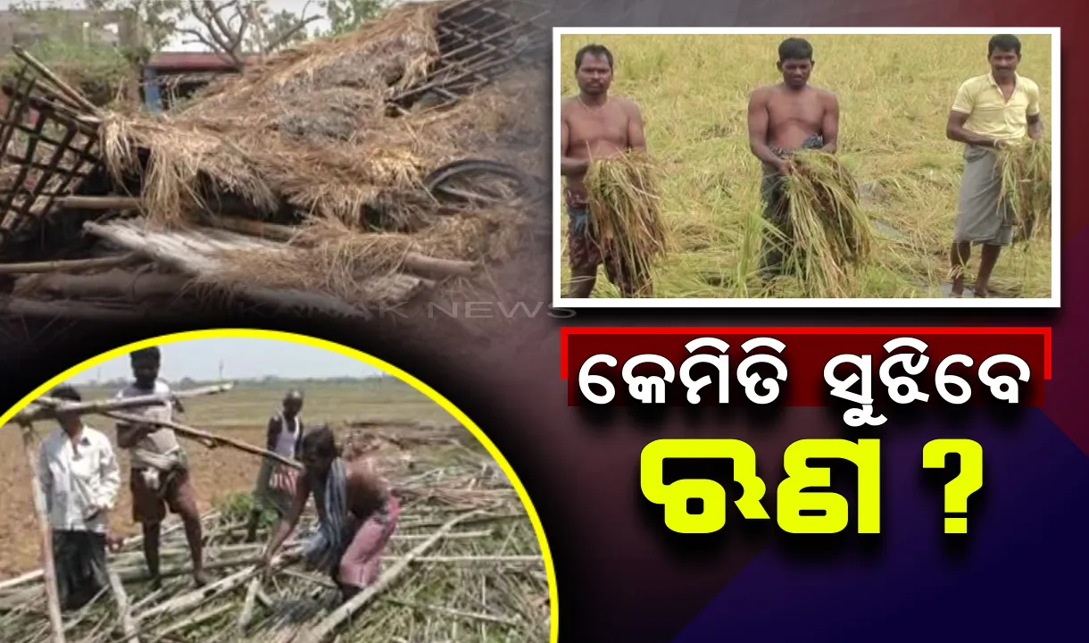  ପୁଣି ଚାଷୀକୁ ପ୍ରକୃତିର ପ୍ରହାର: ବାତ୍ୟା ଉଜାଡି ଦେଲା ପାଚିଲା ଧାନ ଫସଲ, କେମିତି ସୁଝିବେ ଋଣ? ଚିନ୍ତାରେ ଅନ୍ନଦାତା