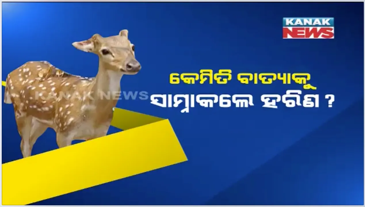  ଅନେକ କଳ୍ପନାଜଳ୍ପନା ପରେ ହଟିଲା ସସପେନ୍ସ : ଫୋନିର କରାଳ ରୂପରୁ କିପରି ବର୍ତ୍ତିଲେ ବାଲୁଖଣ୍ଡ ଅଭୟାରଣ୍ୟର ହରିଣ ?