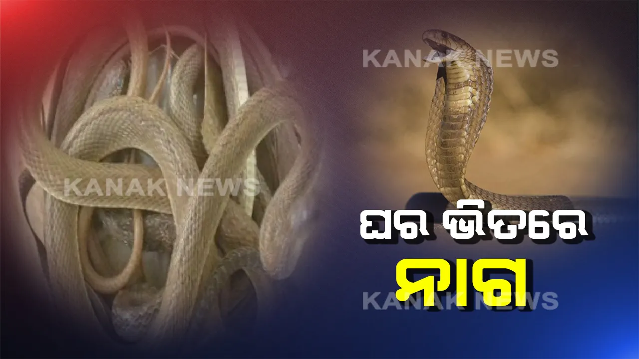  ଘର ଭିତରୁ ମିଳିଲା ମା’ ସହ ୧୩ ନାଗ ସାପ ଛୁଆ : ଯାଜପୁର ଦାନଗଦୀରେ ଶିବପ୍ରସାଦଙ୍କ ଘରୁ ନାଗ ସାପ ଉଦ୍ଧାର କଲା ସ୍ନେକ ହେଲ୍ପଲାଇନ