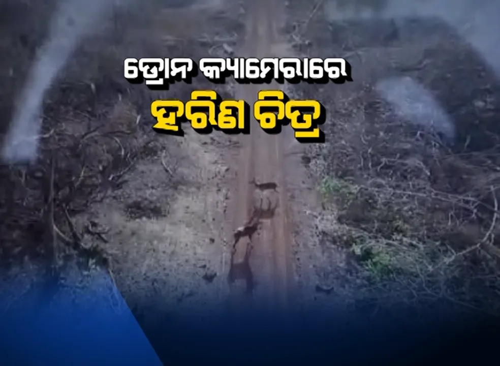  ଆକାଶ ମାର୍ଗରୁ ବାଲୁଖଣ୍ଡରେ ହରିଣ ଠାବ କରିବାକୁ ପ୍ରୟାସ : ଅଭୟାରଣ୍ୟରେ ଉଡିଲା ଡ୍ରୋନ, କିଛି ହରିଣଙ୍କ ଛବି ଉତ୍ତୋଳନ କଲା ଡ୍ରୋନ କ୍ୟାମେରା
