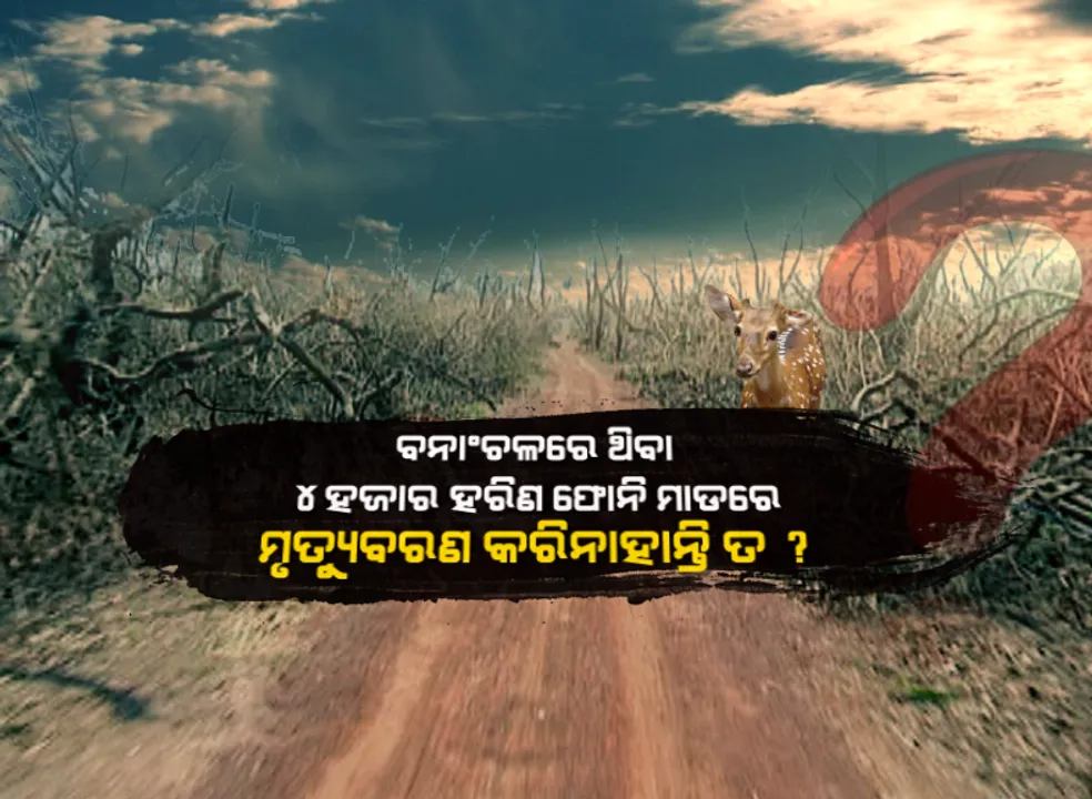  ଫୋନି ଉଜାଡିଦେଲା ବାଲୁଖଣ୍ଡ ଅଭୟାରଣ୍ୟ : ୪ହଜାରରୁ ଅଧିକ ଚିତ୍ର ହରିଣଙ୍କ ଖୋଜ ଖବର ନାହିଁ, କୁଆଡେ ଗଲେ ହରିଣ ?