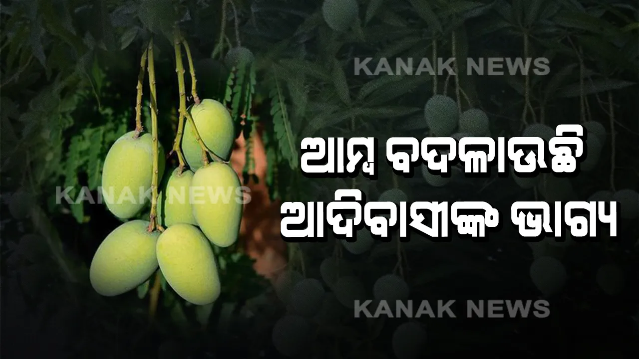  ଆଦିବାସୀ ଇଲାକାରୁ ଆସିଲା ଆମ୍ବ ସ୍ୱାବଲମ୍ବୀ କରିବାର କାହାଣୀ । ଶହଶହ ଚାଷୀଙ୍କୁ ଲାଭ ଦେଉଛି ଆମ୍ବ ଚାଷ, ଶୀତଳ ଭଣ୍ଡାର ଓ ଆମ୍ବ ମଣ୍ଡି ପାଇଁ ଉଠିଲା ଦାବି ।