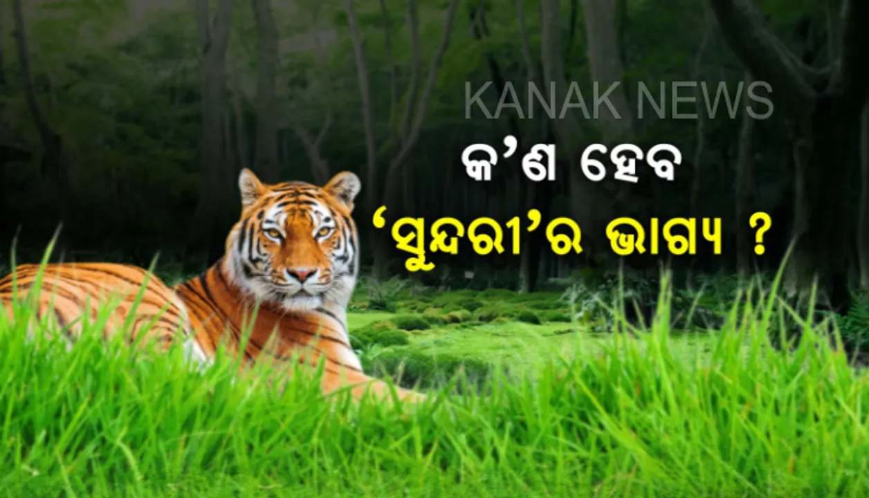  ସାତକୋଶିଆର ବାଘୁଣୀ ‘ସୁନ୍ଦରୀ’ ପାଇଁ ନୂଆ ଆଶା । ଦିଲ୍ଲୀରୁ ଆସୁଛନ୍ତି ୩ ଜଣିଆ ଟିମ୍, ନୂଆ ଏନକ୍ଲୋଜରକୁ ମିଳିପାରେ ସବୁଜ ସଙ୍କେତ ।