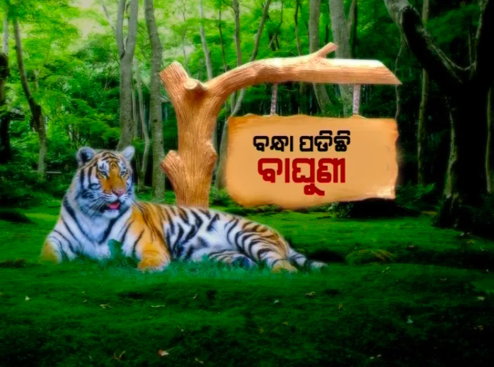  ସୁନ୍ଦରୀକୁ ନେଇ ନିଆଗଲା ବଡ ନିଷ୍ପତ୍ତି । ଶିକାର ଭୁଲିଯାଇଥିବାରୁ ଏବେ ଜଙ୍ଗଲକୁ ଯିବ ନାହିଁ ବାଘୁଣୀ ‘ସୁନ୍ଦରୀ’