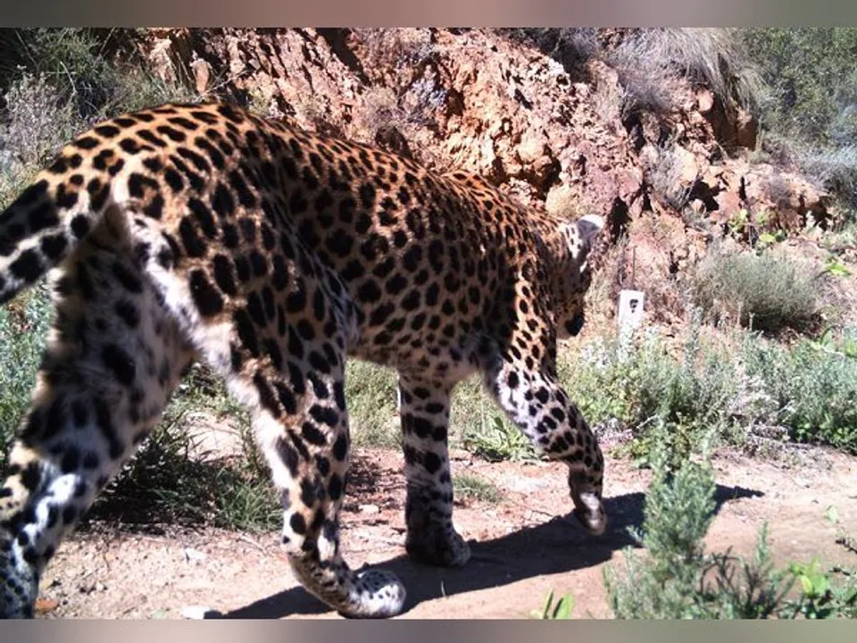  ବାଘ ହାବୁଡରୁ ନାତୁଣୀକୁ ବଚାଂଇଲେ ଜେଜେମା’ ! ତିନିବର୍ଷର ନାତୁଣୀକୁ ଧରି ନେଉଥିଲା ଚିତାବାଘ ସାହସ ଦେଖାଇ ବାଘ କବଳରୁ ନାତୁଣୀକୁ ବଚାଂଇଲେ ଜେଜେମା’ ।