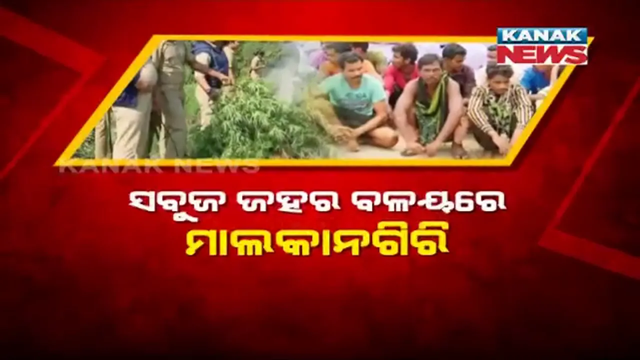  ସବୁଜ ଜହର ବଳୟରେ ଲାଲକରିଡର । ଗଂଜେଇ ମାଫିଆଙ୍କ ଭୂ-ସ୍ୱର୍ଗ ପାଲଟିଛି ମାଲକାନଗିରି, ଭାରରେ ବୋହି ରାଜ୍ୟ ପାର କରୁଥିବା ୩୪ ମାଫିଆଙ୍କୁ ବାନ୍ଧିଲା ପୁଲିସ ।