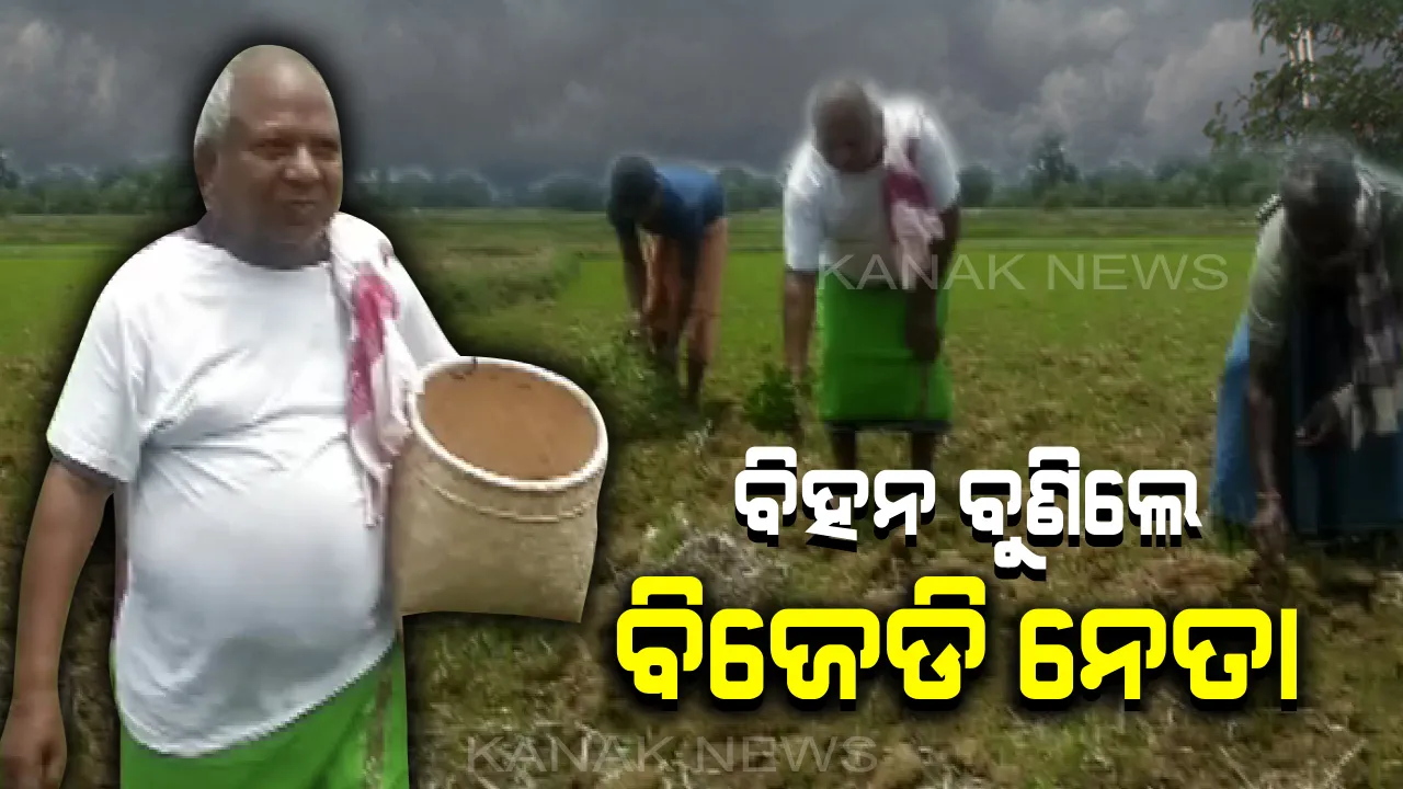  ‘କିଷାନ’ ସାଜିଲେ ମଙ୍ଗଳା କିଷାନ: ବିଲକୁ ଗଲେ ବିହନ ବୁଣିଲେ, ମଝି ବିଲରୁ ଘାସ ବାଛିଲେ...