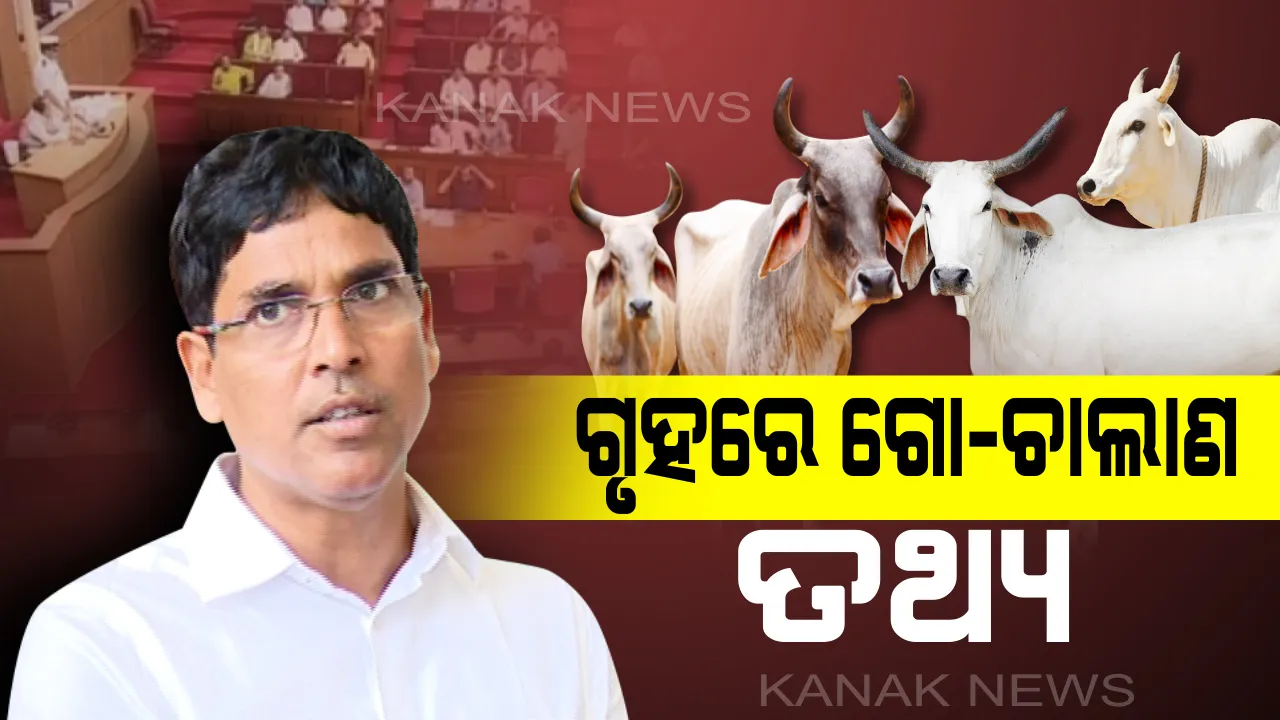  ଗୋରୁ ଚାଲାଣର ଗହନ କଥା ! ୩ବର୍ଷରେ ରାଜ୍ୟ ବାହାରକୁ ଚୋରା ଚାଲାଣ ହୋଇଛି ୨୭୮ଟି ଗାଈଗୋରୁ