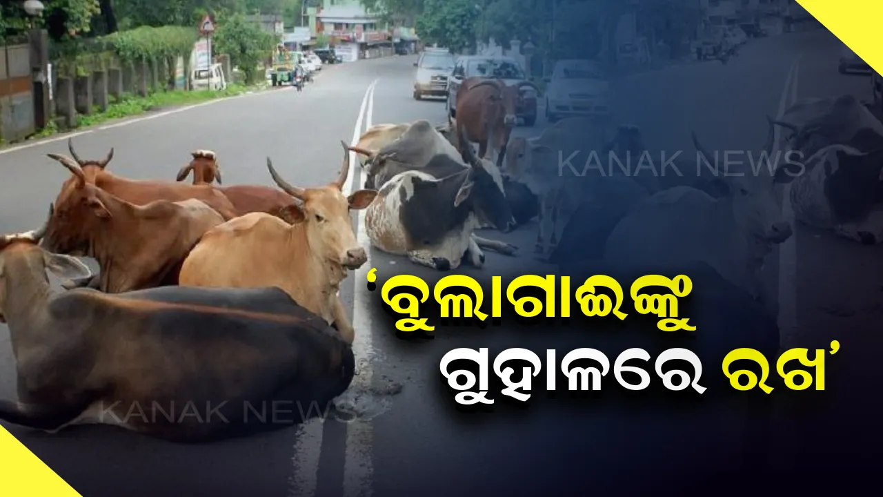  ବୁଲା ଗାଈଗୋରୁଙ୍କ ପାଇଁ ବଢୁଛି ଦୁର୍ଘଟଣା! ଗାଈକୁ ଗୁହାଳରେ ରଖିବା ପାଇଁ ସଚେତନ କଲା ପ୍ରଶାସନ
