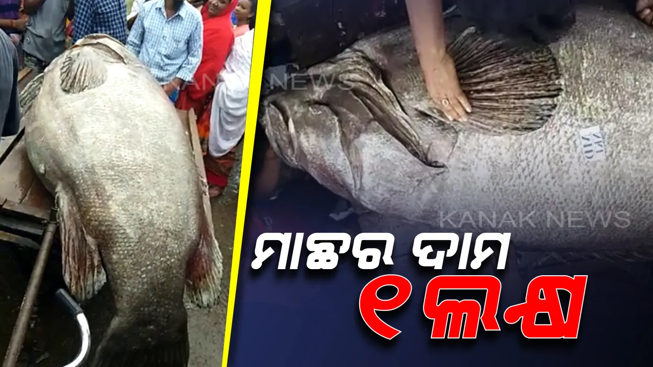  ମାଛର ଦାମ ଏକ ଲକ୍ଷ ଟଙ୍କା : କୁଏତ ଯିବ ଧାମରା ଉପକୂଳରୁ ମିଳିଥିବା ବିରଳ କୈବଲ୍ୟ ମାଛ