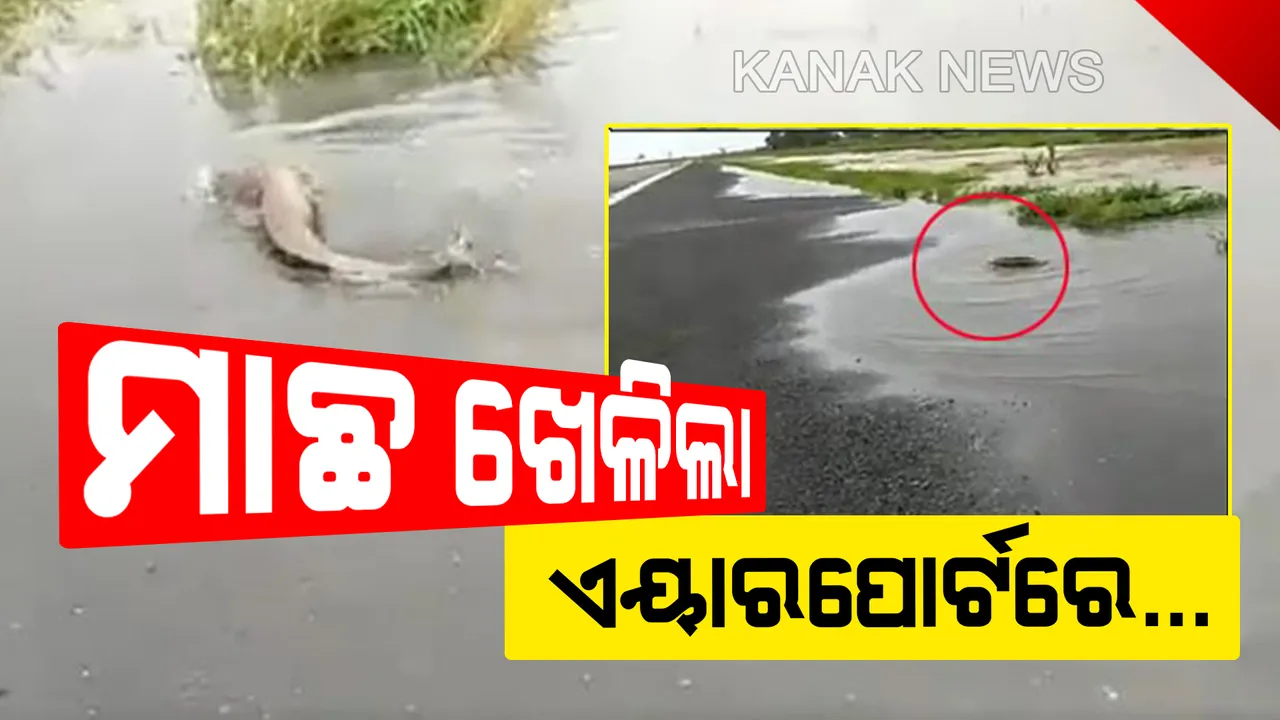  ବର୍ଷାରେ ଉବୁଟୁବୁ ମାୟାନଗରୀ । ମୁମ୍ବାଇ ବିମାନବନ୍ଦରରେ ଖେଳିଲା ମାଗୁର ମାଛ...