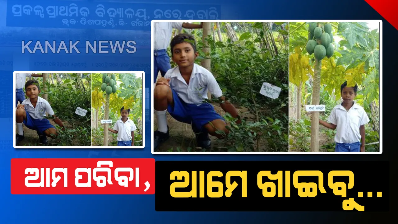  ଗଞ୍ଜାମ ନରେନ୍ଦ୍ରବାଲି ସ୍କୁଲର ସୁନ୍ଦର କାହାଣୀ: ପାଠପଢା ସାଙ୍ଗକୁ ପରିବା ଚାଷ କରୁଛନ୍ତି ଛାତ୍ରଛାତ୍ରୀ, ଗଛରେ ଲେଖାଯାଇଛି ଲଗାଇଥିବା ପିଲାର ନାଁ