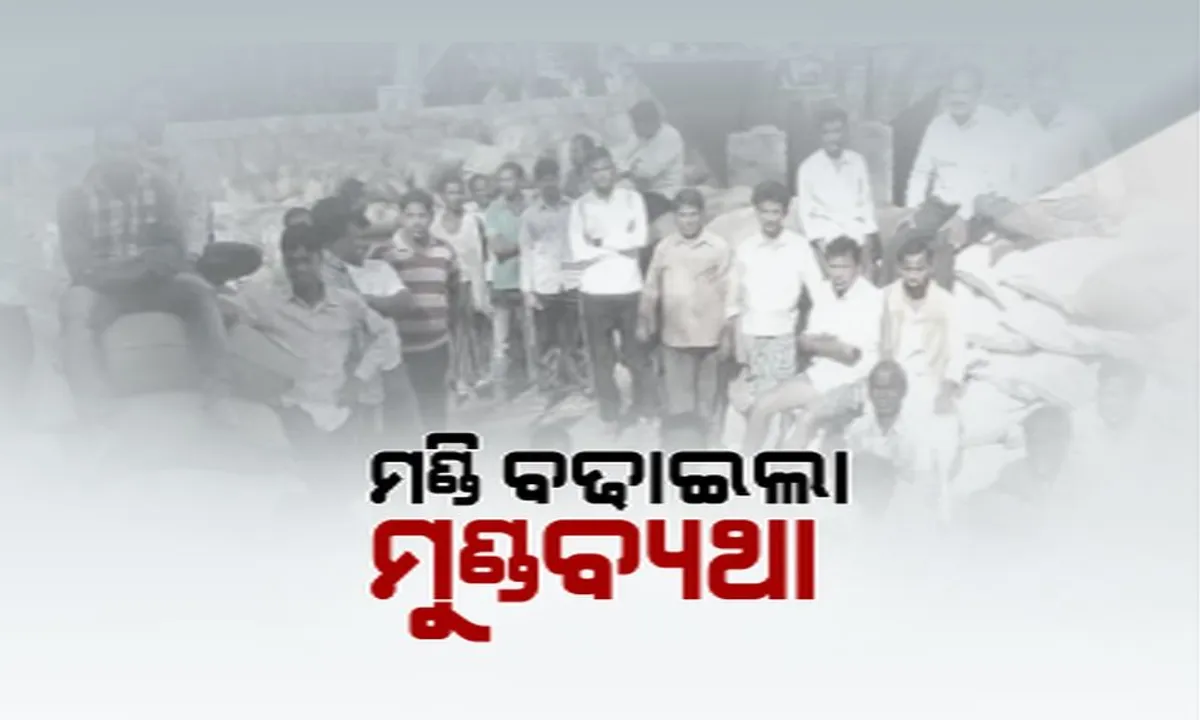  ବର୍ଷାରେ ଭିଜୁଛି ଧାନ! ମିଲରଙ୍କୁ ଟ୍ରାନ୍ସପୋର୍ଟ ପାସ ନ ମିଳିବାରୁ ପଞ୍ଜିକରଣ ହୋଇଥିଲେ ସୁଦ୍ଧା ଉଠିପାରୁନି ଚାଷୀଙ୍କ ଧାନ