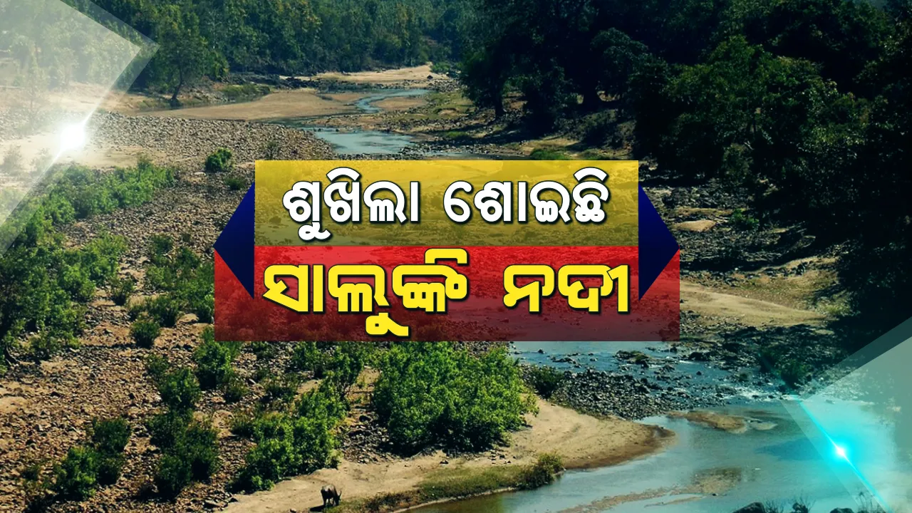  ଶ୍ରାବଣରେ ବର୍ଷାର ଦେଖାନାହିଁ । ଶୁଖିଲା ପଡ଼ିଛି ସାଲୁଙ୍କି ନଦୀ, ଚାଷ ଜମିକୁ ଜଳ ସେଚନ ନେଇ ଚାଷୀ ହତାଶ ।