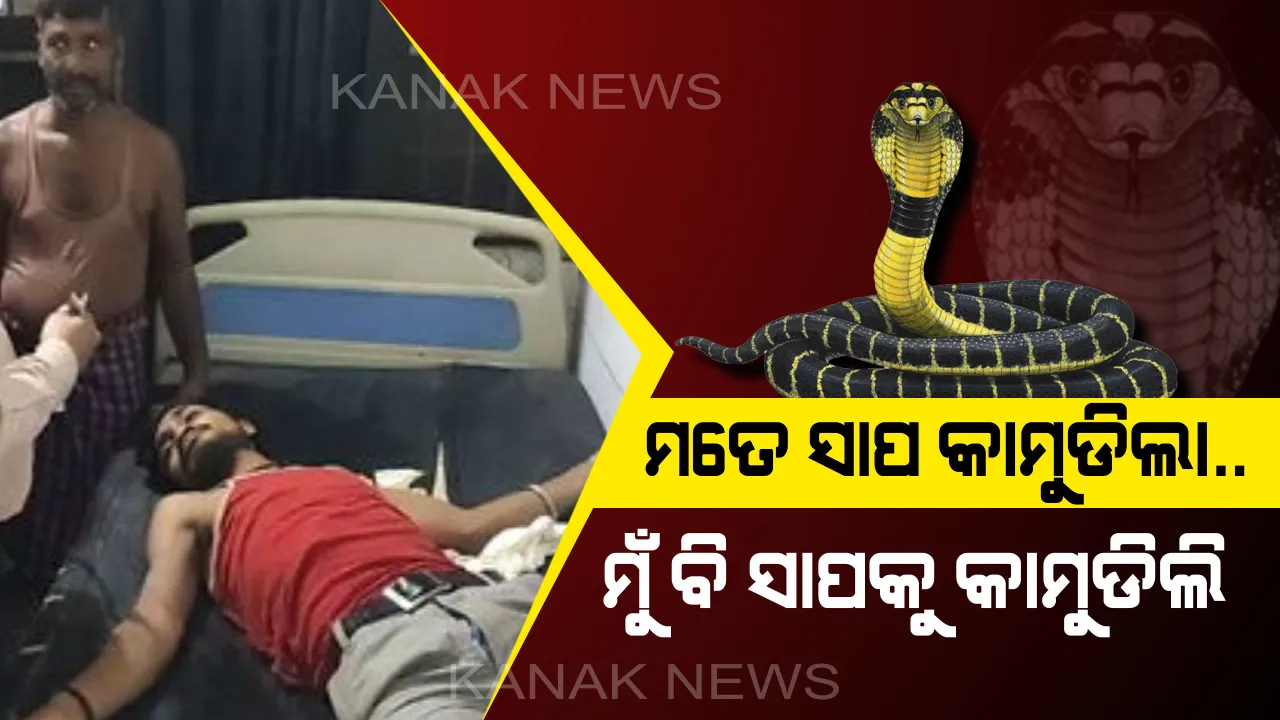  ମଦ ନିଶାରେ ଥିବା ଯୁବକଙ୍କୁ କାମୁଡିଲା ସାପ ! ରାଗିଗଲେ ଯୁବକ, ଦାନ୍ତରେ କାମୁଡି ସାପକୁ କରିଦେଲେ ଚାରିଖଣ୍ଡ ।
