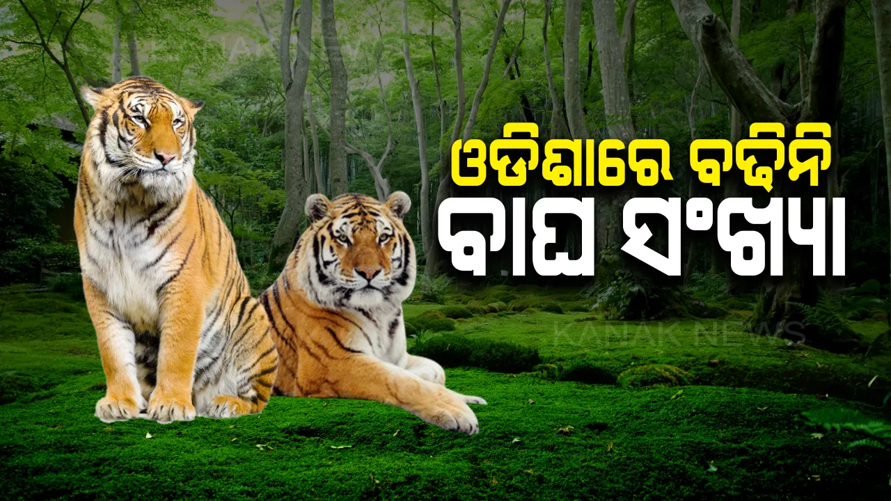  ସଂଖ୍ୟା ବଢୁଛି ହେଲେ ଚିନ୍ତା କମୁନି ! ବାଘ ଦିବସରେ ଆସିଲା ଚମକାଇଦେଲା ଭଳି ତଥ୍ୟ; ଦେଶରେ ବଢୁଛି ହେଲେ ରାଜ୍ୟରେ ଅପରିବର୍ତ୍ତିତ ରହିଛି ବାଘ ବଂଶ