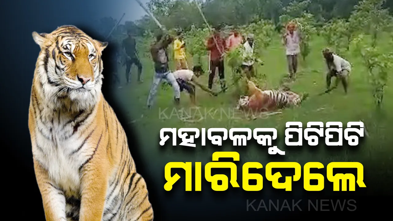  ୟୁପି ପିଲଭିଟ୍ ବ୍ୟାଘ୍ର ଅଭୟାରଣ୍ୟରେ ଅଭାବନୀୟ ଘଟଣା: ଜଙ୍ଗଲରେ ପଶି ମହାବଳ ବାଘକୁ ପିଟିପିଟି ମାରିଦେଲେ ଲୋକେ